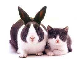 cat vs rabbit.jpg