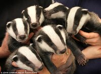 cute badgers.jpg