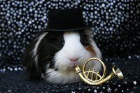 JazzPig.jpg