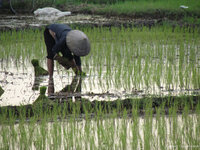 rice-picker.jpg