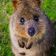 Quokka