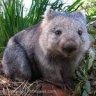 wombat