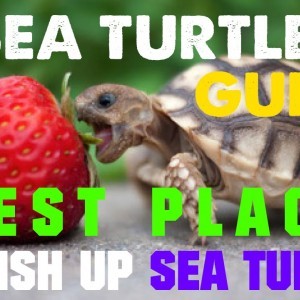 How To : Sea Turtle Mount ( BEST LOCATION TO FISH AT )